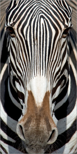 Póster Retrato da zebra