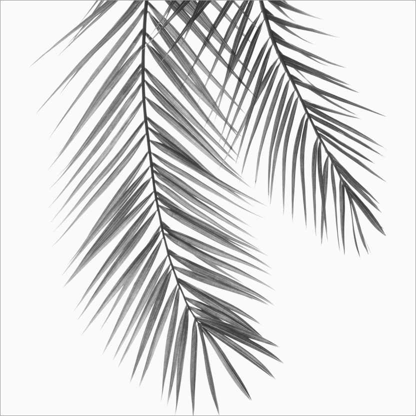 Póster Folhas de palmeira