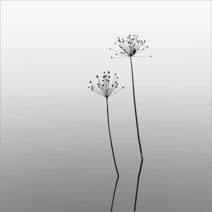 Póster Melancolia - flores na água