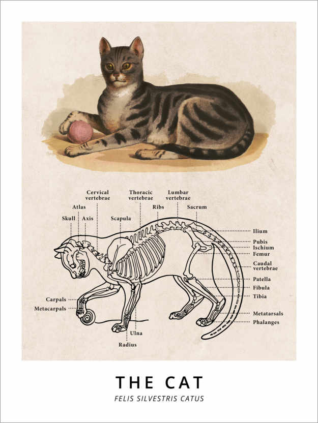 Póster Anatomia do gato, vintage