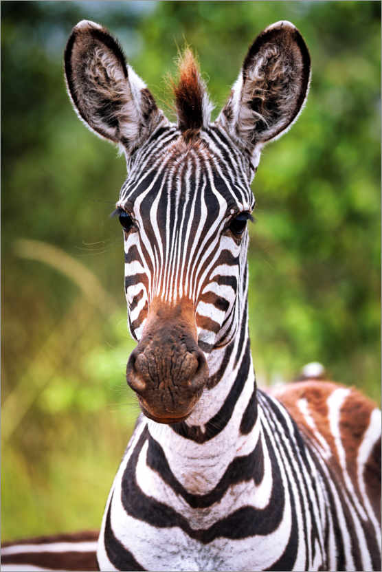 Póster Zebra jovem