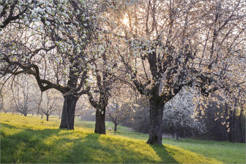 Póster Cerejeiras em flor à luz do sol nascente
