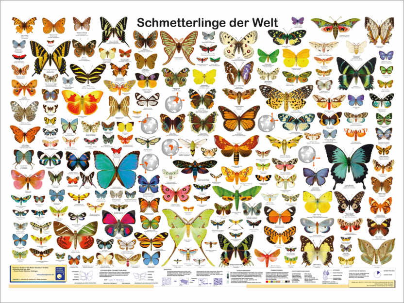 Póster Butterflies of the world (German)