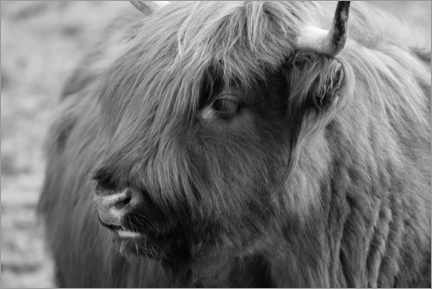 Autocolante decorativo  Highlander - gado escocês das terras altas - Martina Cross