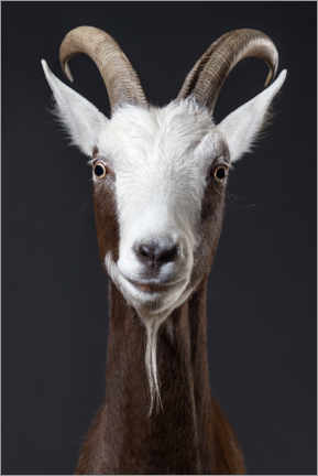 Quadro em PVC  Retrato de cabra engraçado - Wiebke Haas