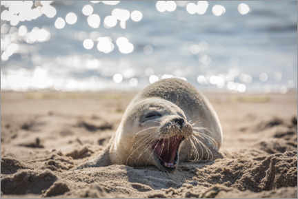 Póster Jovem foca na praia em Sylt