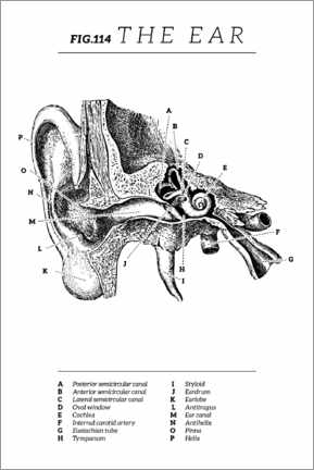 Póster Ear Vintage Chart