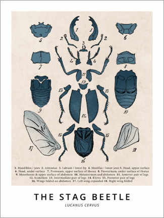 Póster  O besouro de veado, diagrama (vintage) - Wunderkammer Collection