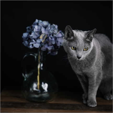 Póster Gato Azul Russo