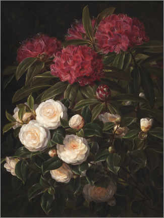 Póster Camélias e rododendros