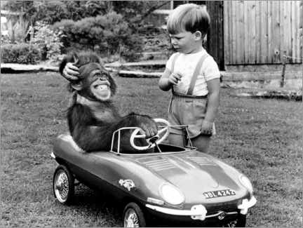 Póster  Macaco sentado no carro de uma criança - John Drysdale