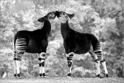 Autocolante decorativo  Okapi - jspix