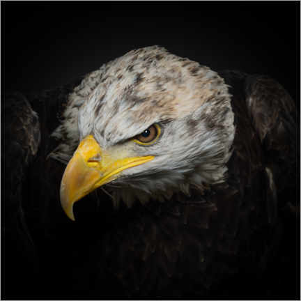 Póster  A águia americana - Natascha Worseling