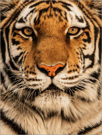 Autocolante decorativo  Close up de um tigre - Nikita Abakumov
