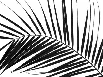 Póster Palm leaf I