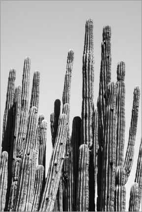 Póster Black Arizona - Família dos Cactos