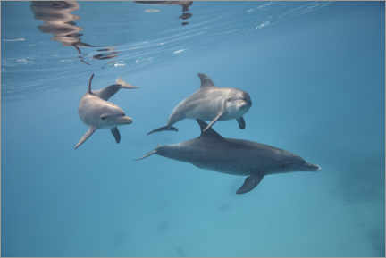Quadro em plexi-alumínio  Família de golfinhos nadando junta debaixo d'água - nitrogenic
