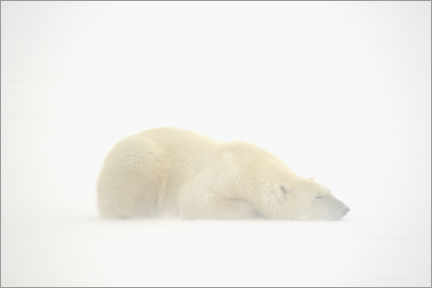 Póster  Urso polar dormindo na tempestade de neve - Jaynes Gallery