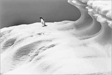 Póster  Pinguim Adelie em um iceberg - William Perry