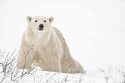 Quadro em alumínio  Urso polar na tundra congelada - Jaynes Gallery