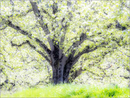 Quadro em tela  Macieira em flor de primavera - Sylvia Gulin