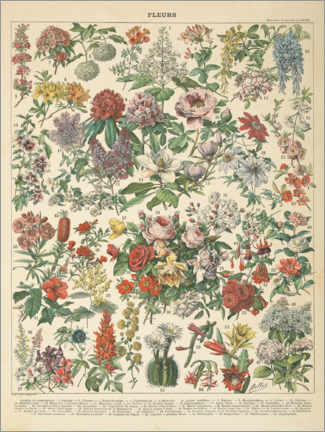 Quadro em PVC  Gráfico floral vintage - Wild Apple Portfolio