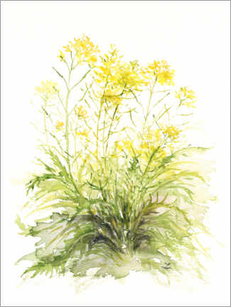 Quadro em tela  Mustard Flowers - Zaira Dzhaubaeva