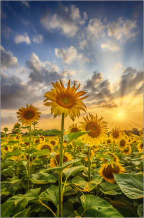 Póster Sunflowers in the sunset