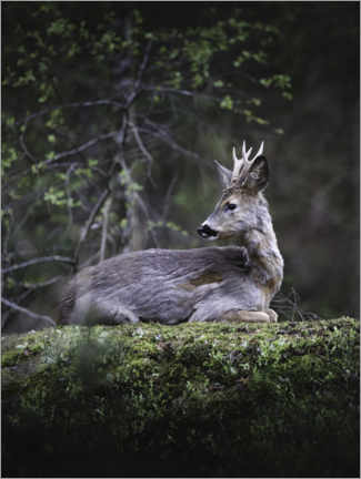 Quadro em tela  Resting deer - articstudios