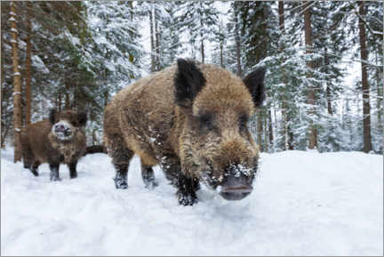 Quadro em tela  Wild boars in winter - Dieter Meyrl