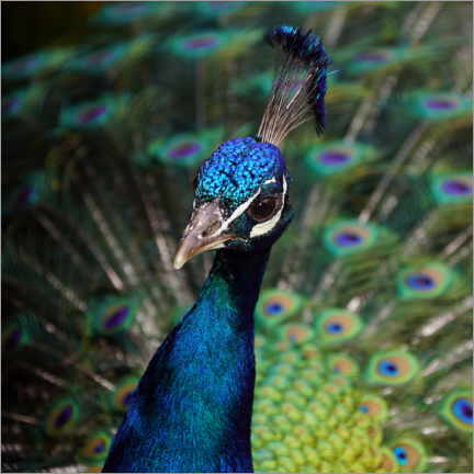 Póster Peacock