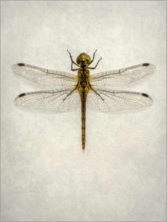 Quadro em acrílico  Big brown dragonfly - Jaroslaw Blaminsky