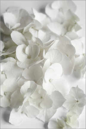 Quadro em acrílico  White flowers beauty - hydrangeas - Studio Nahili