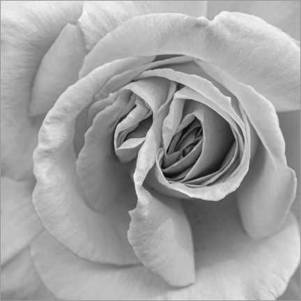 Póster  Rose in black and white - Henrike Schenk