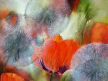 Póster Poppies and dandelions
