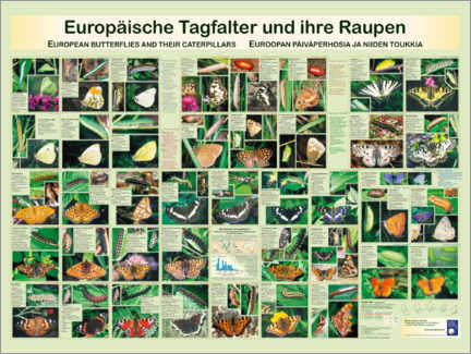 Póster European butterflies (German)