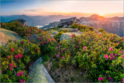 Quadro em acrílico  Alpine roses at sunset in the Swiss Alps - Marcel Gross