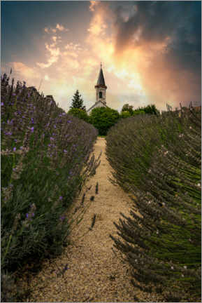 Póster Balaton church in the lavender field