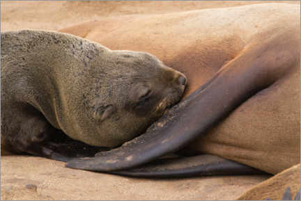 Póster  Sleeping baby fur seal - Marcel Gross