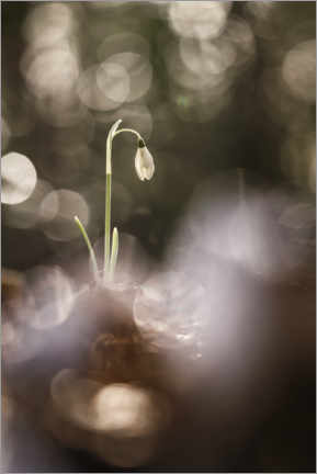 Póster Outstanding Snowdrop