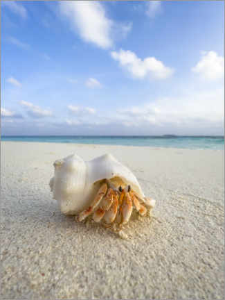 Quadro em acrílico  Hermit crab on the beach - Jan Christopher Becke