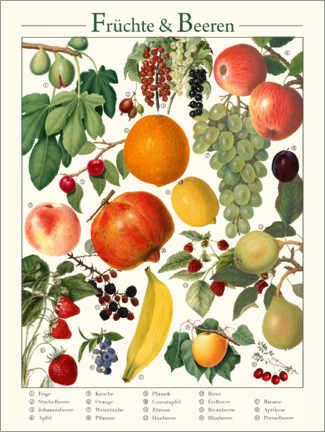 Quadro em tela  Vintage Fruits &amp; Berries (German) - Vintage Educational Collection