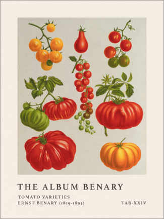 Póster  The Album Benary - Tomato Varieties - Ernst Benary