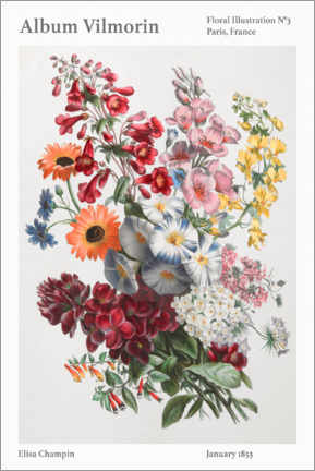 Póster Album Vilmorin, Floral Illustration n° 3, 1853