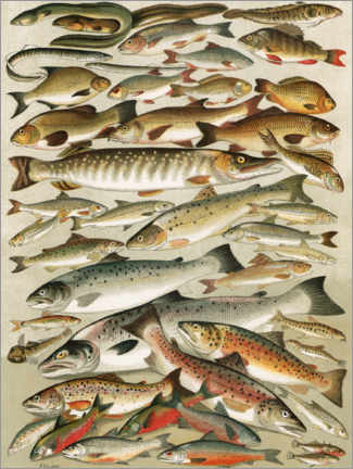 Quadro de madeira  Freshwater Fish - English School