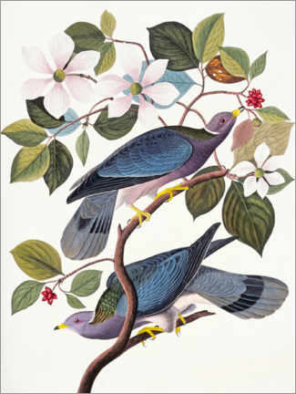 Póster  Pombos - John James Audubon