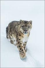 Autocolante decorativo  Snow Leopard in deep snow - Ingo Gerlach