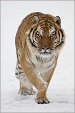 Autocolante decorativo  Siberian Tiger in the snow - James Hager