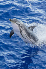 Quadro em plexi-alumínio  Adult striped dolphin - Michael Nolan