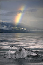 Quadro em plexi-alumínio  Humpback whale fin off Alaska - Ron Sanford